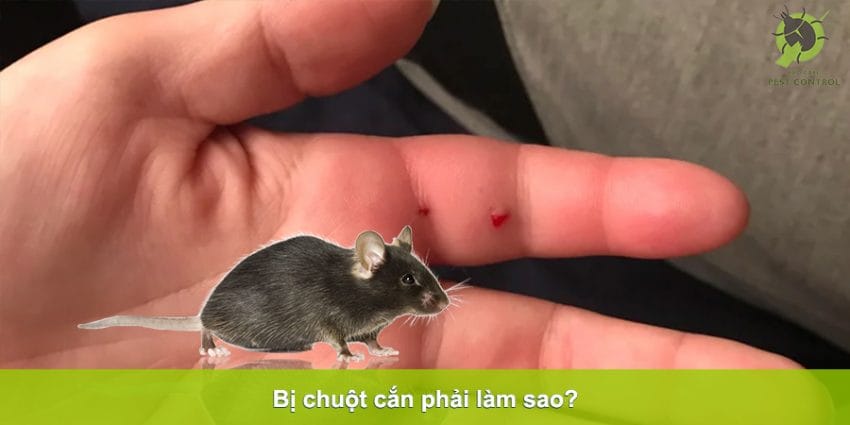 bị chuột cắn