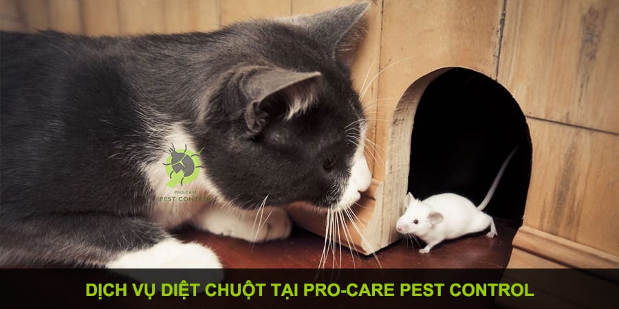 dịch vụ diệt chuột
