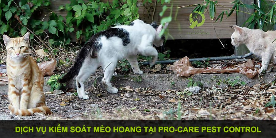 dịch vụ kiểm soát mèo hoang