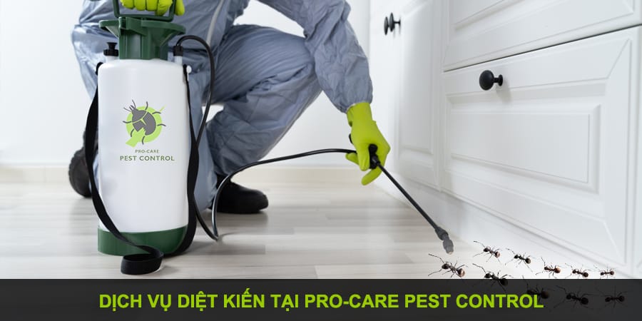 dịch vụ diệt kiến
