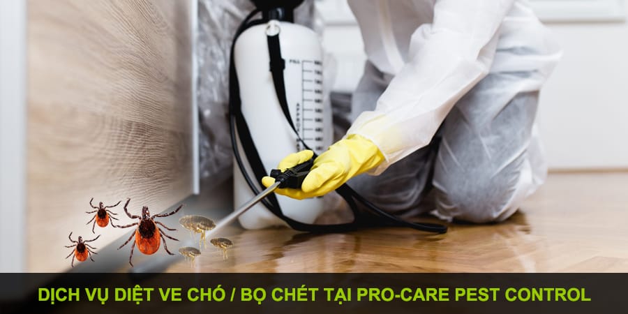 dịch vụ diệt ve chó