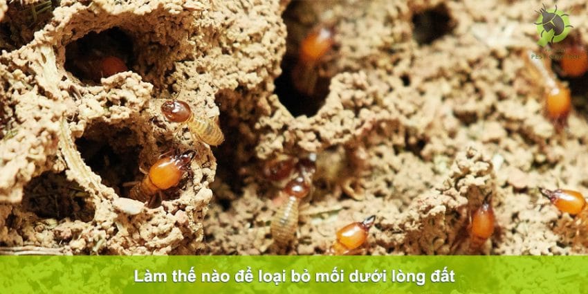 mối dưới lòng đất