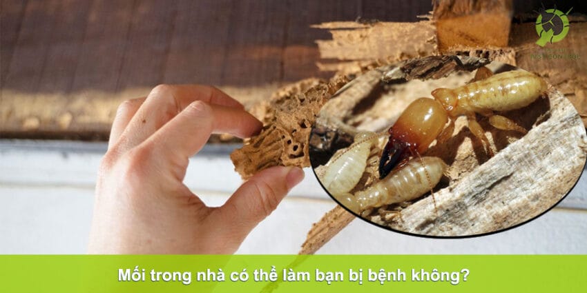 mối trong nhà