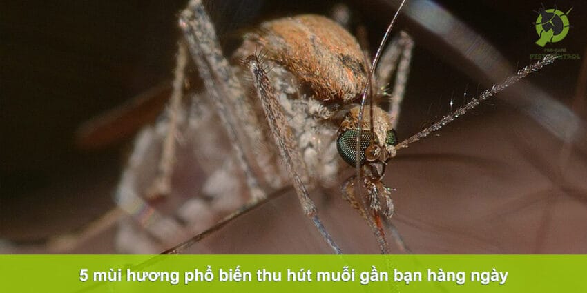 5 mùi hương thu hút muỗi