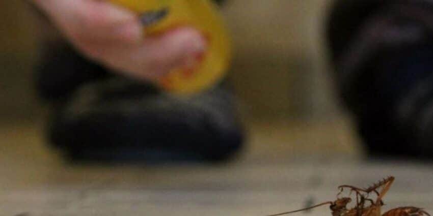 PRO CARE PEST CONTROL là đơn vị tiên phong trong việc cung cấp dịch vụ diệt côn trùng không mùi cho khu vực ăn uống