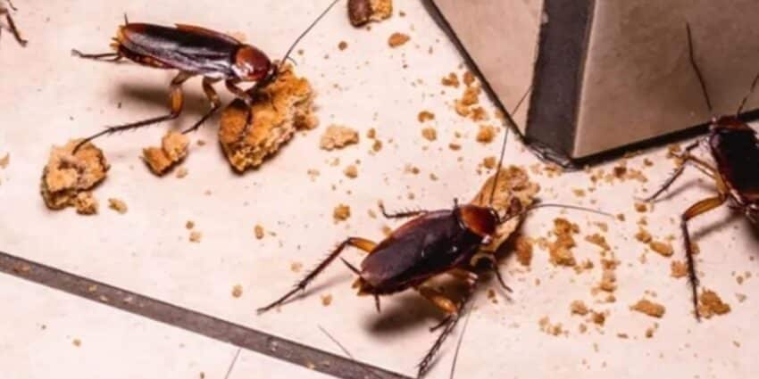 Hãy liên hệ PRO CARE PEST CONTROL để được hỗ trợ xử lý gián không mùi – an toàn – không ảnh hưởng kinh doanh.