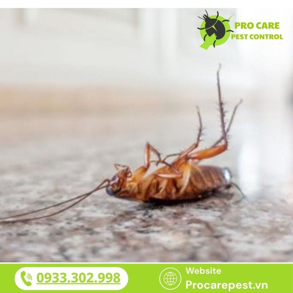 Diệt gián nhà hàng hiệu quả bằng phương pháp sinh học là giải pháp thông minh, an toàn và bền vững trong ngành F&B hiện đại.