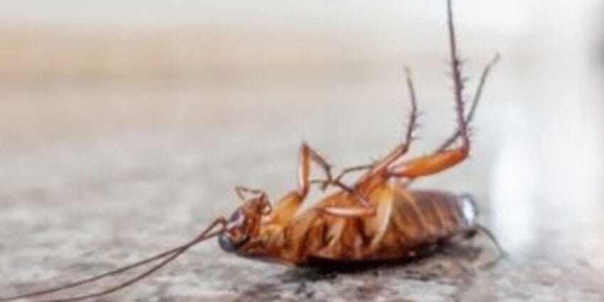 Diệt gián nhà hàng hiệu quả bằng phương pháp sinh học là giải pháp thông minh, an toàn và bền vững trong ngành F&B hiện đại.