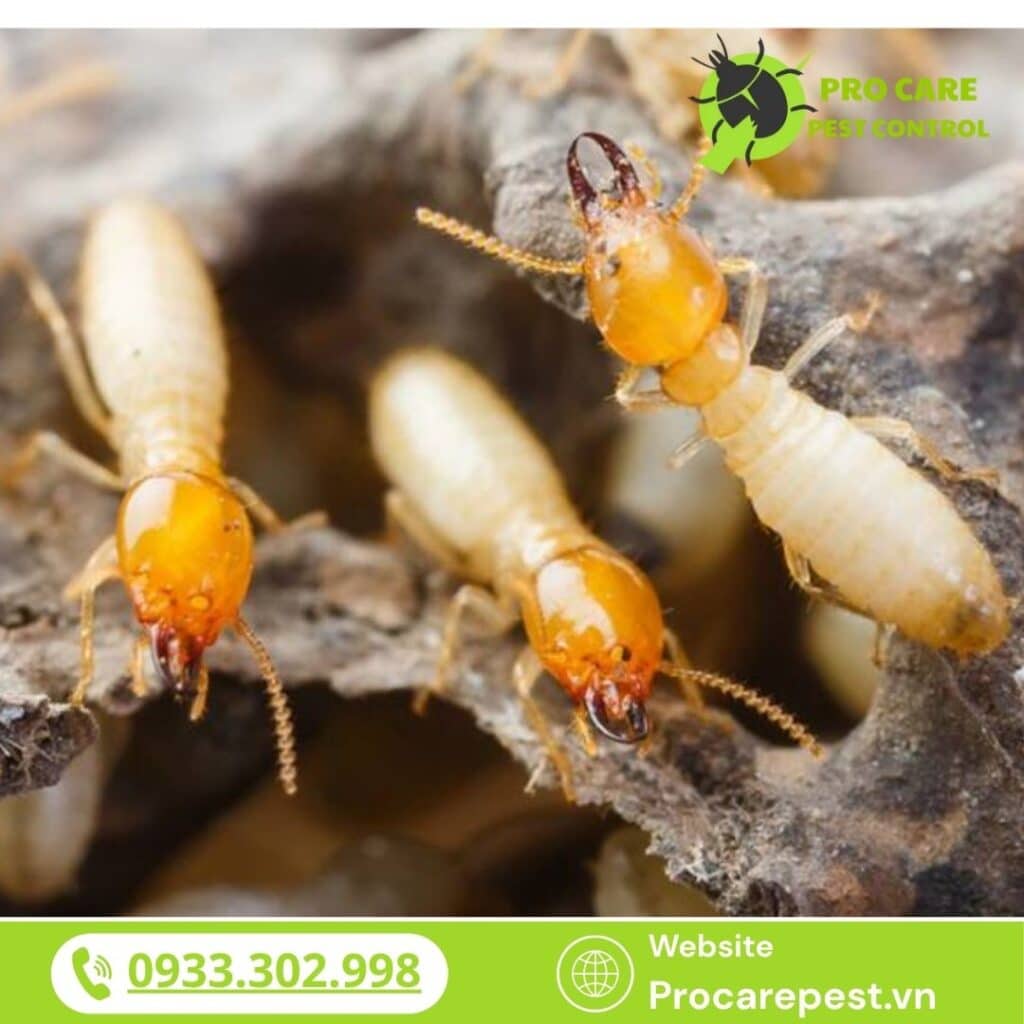PRO CARE PEST CONTROL là đơn vị chuyên cung cấp dịch vụ diệt mối, phòng mối cho công trình, nhà ở, kho xưởng.