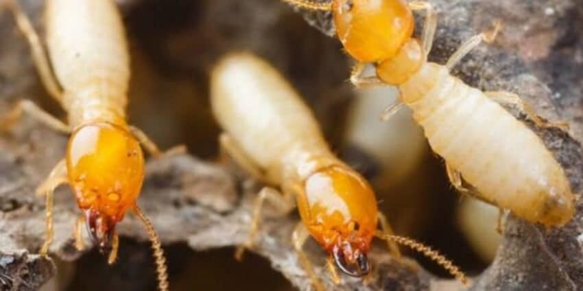 PRO CARE PEST CONTROL là đơn vị chuyên cung cấp dịch vụ diệt mối, phòng mối cho công trình, nhà ở, kho xưởng.