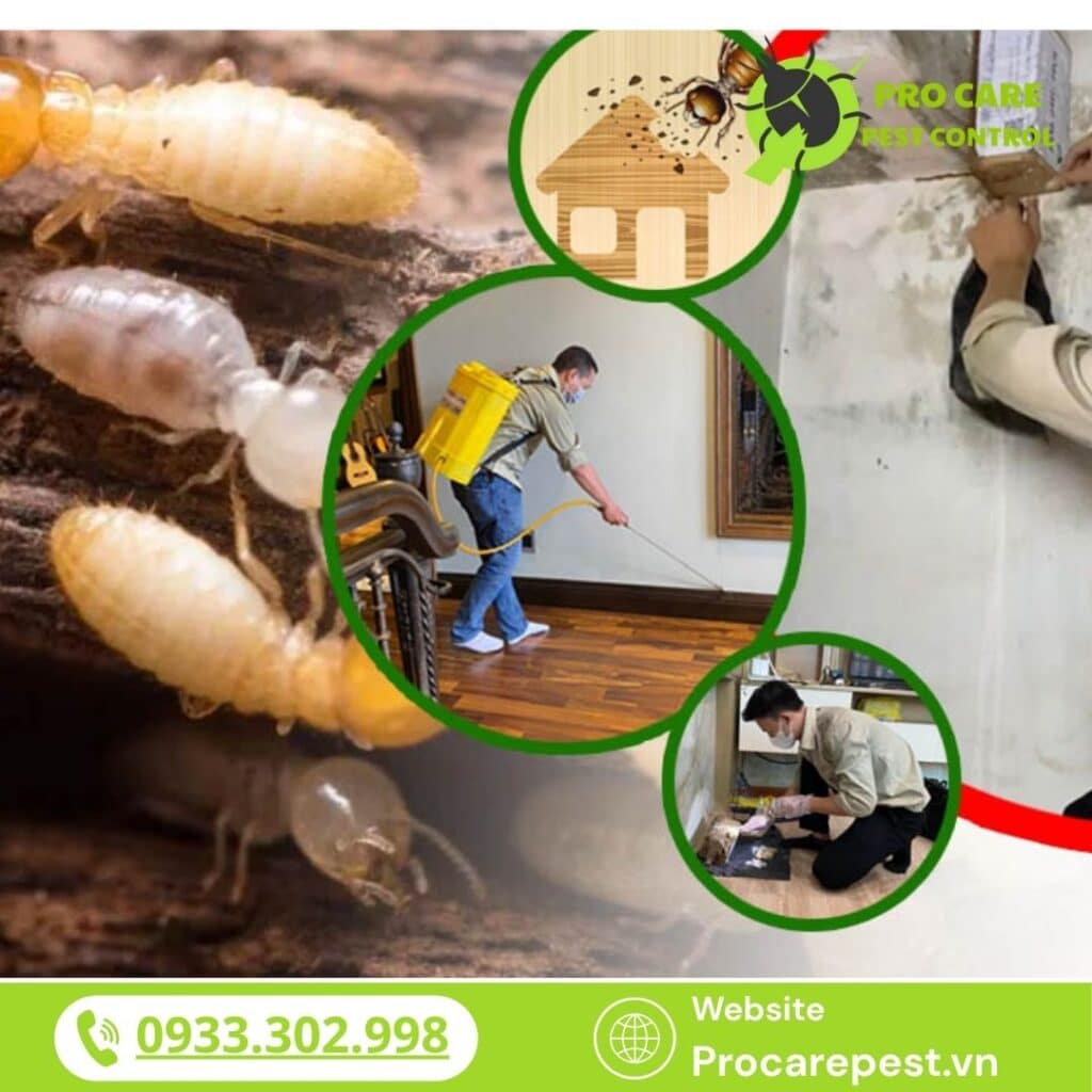 Đánh giá rủi ro nếu không diệt mối sớm là một bước cực kỳ quan trọng trong quá trình quản lý và bảo vệ công trình xây dựng, nội thất gỗ, nhà ở dân dụng và doanh nghiệp.