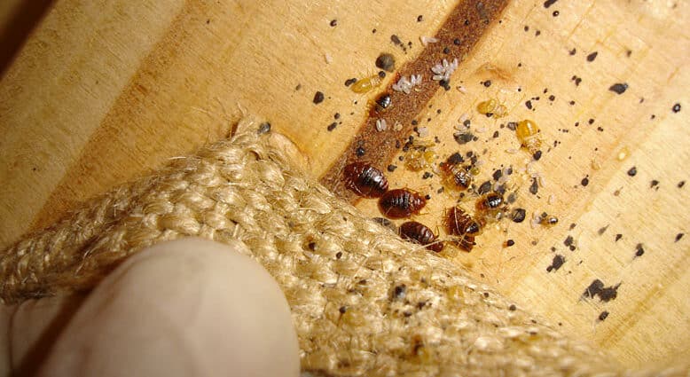 Diệt Rệp Cho Gia Đình