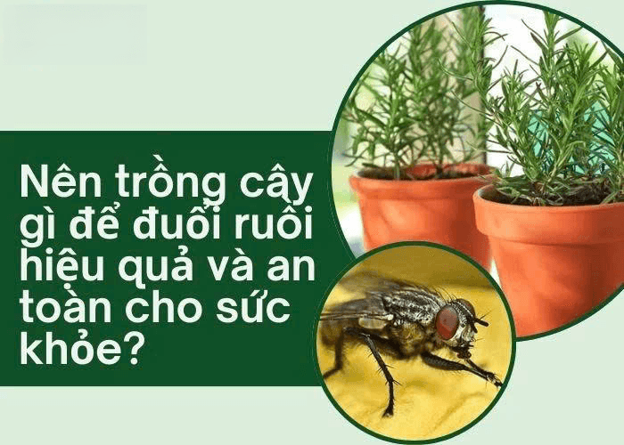 Dịch Vụ Diệt Ruồi