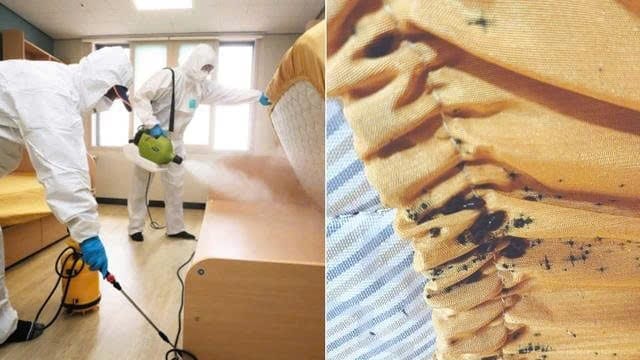 Diệt Rệp Hiệu Quả