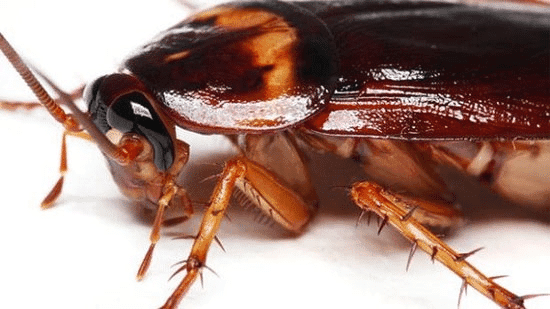 Cách Diệt Gián