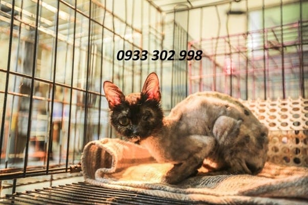 Cứu Hộ Mèo Hoang