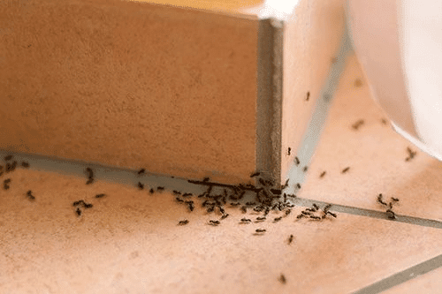 Kiểm Soát Kiến