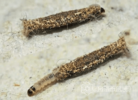 Dịch vụ diệt côn trùng vải