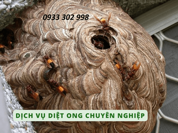 Đuổi Ong Vò Vẽ
