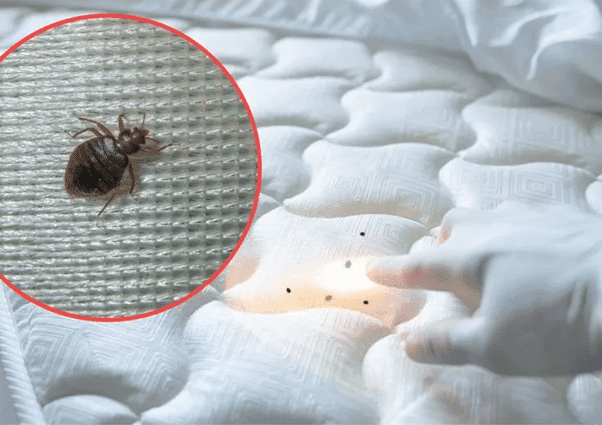 Dịch Vụ Kiểm Soát Rệp