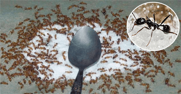 Kiểm Soát Kiến