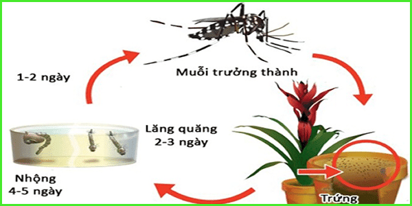 Thuốc Diệt Muỗi