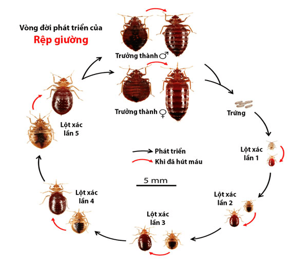Cách Diệt Rệp Tại Nhà