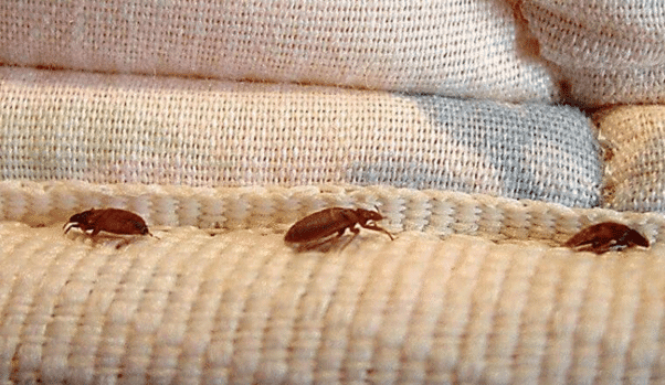 Rệp Giường Cắn