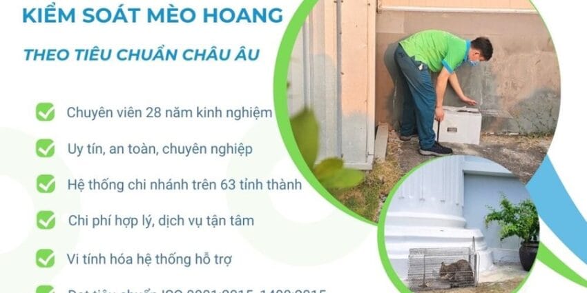 Dịch Vụ Bắt Mèo Hoang