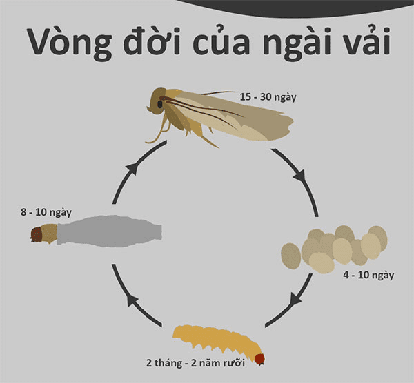 Thuốc diệt ngài vải