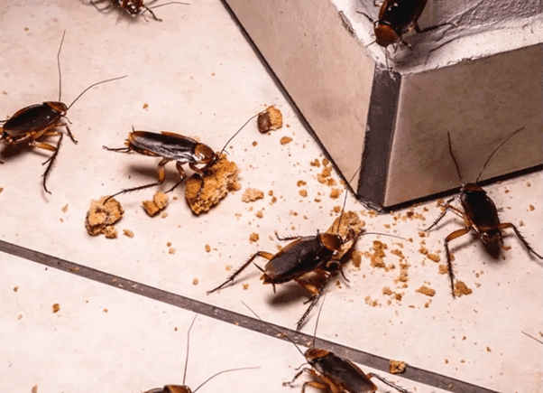 Dịch Vụ Diệt Gián