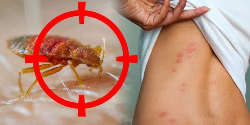 Rệp Trú Ngụ Trong Chăn Màn