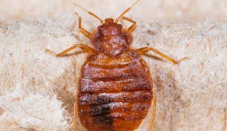 Xử Lý Rệp Trong Văn Phòng