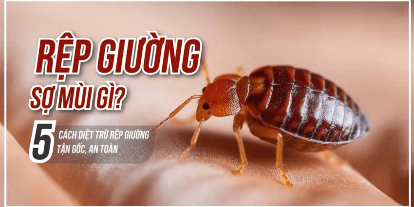 Mẹo Diệt Rệp Đơn Giản