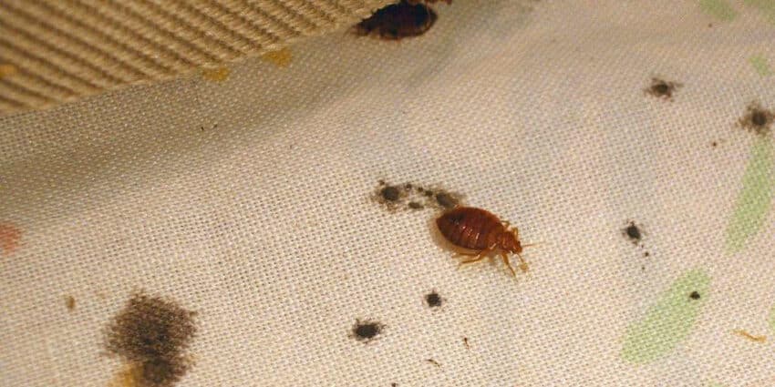 Công Ty Diệt Côn Trùng Rệp