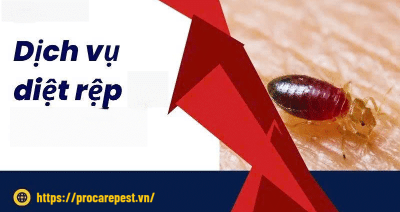 Dịch Vụ Vệ Sinh Diệt Rệp Chuyên Sâu
