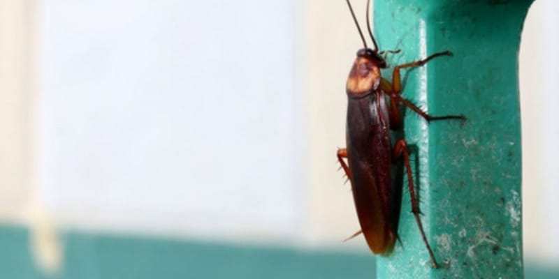 Gián Bay Ra Ban Ngày