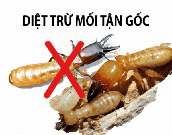 Cách Diệt Mối Trong Nhà