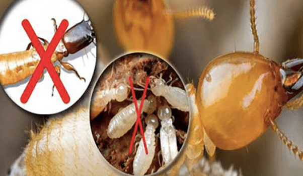 Thuốc Diệt Mối Tận Gốc Sinh Học
