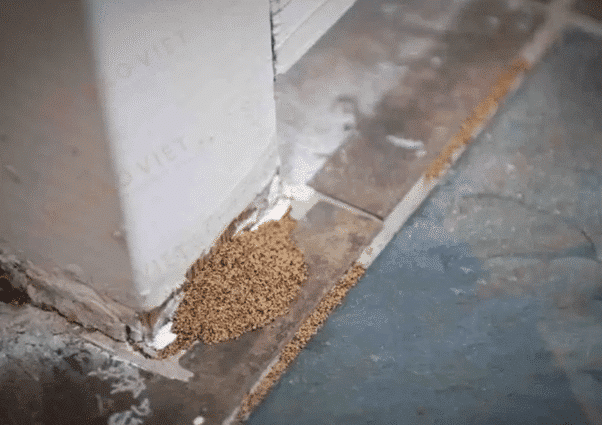 Cách Diệt Mối Trong Vách Tường