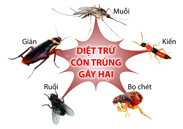 Dịch Vụ Diệt Côn Trùng Định Kỳ