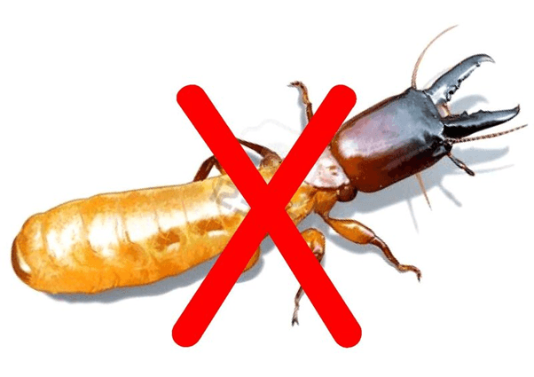 Thuốc Diệt Mối Tận Gốc Sinh Học