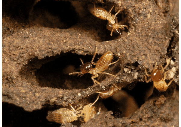 Công Ty Xử Lý Mối Chuyên Nghiệp