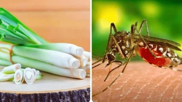 Cách Diệt Muỗi Tự Nhiên Tại Nhà