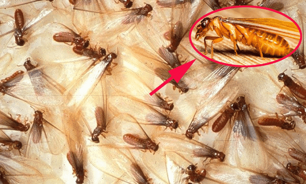 Cách Ngăn Mối Quay Lại