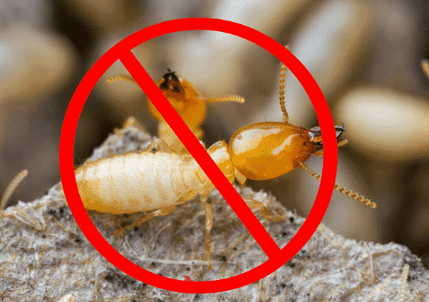 Diệt Mối Và Bảo Trì Định Kỳ