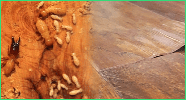 Phòng Chống Mối Cho Nhà Mới Xây