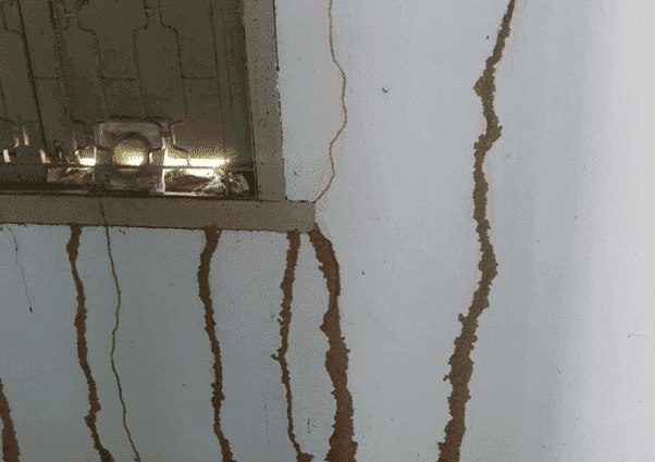 Dịch Vụ Phun Thuốc Mối Uy Tín