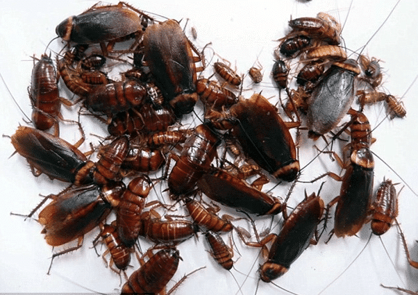 Tác Hại Của Gián Với Sức Khỏe