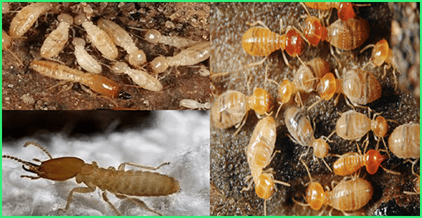 Mối Gỗ Khô Và Cách Xử Lý